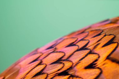 Çok renkli sülün tüylerinin makro fotoğrafı. arkaplan veya doku