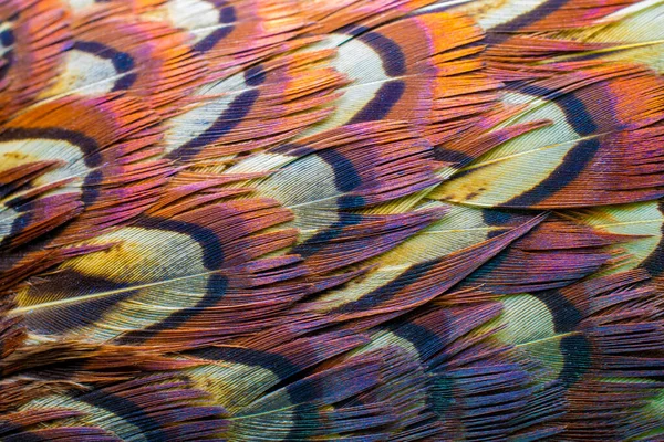 Macro Photo Multicolored Pheasant Feathers Background Texture — Stock Photo, Image