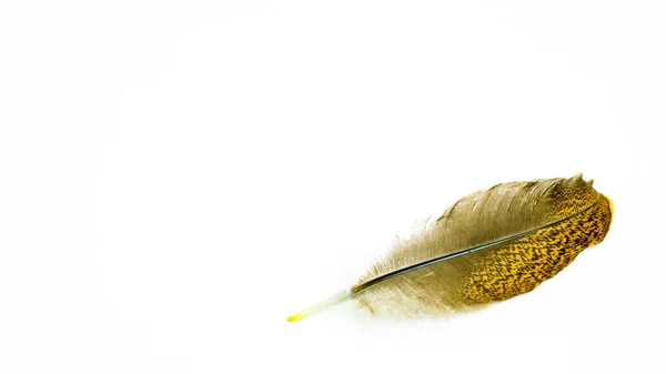 Bird Feather Standing White Background — Φωτογραφία Αρχείου