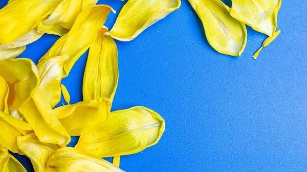 Foto Makro Bunga Tulip Kuning Kering Tapete Biru — Stok Foto