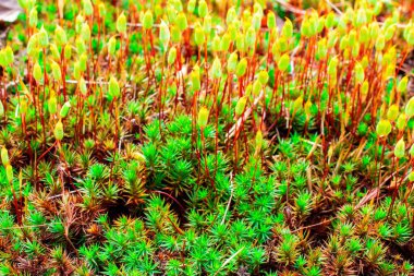 Yeşil arka planda dronme çiçek deseni. Bahar dokusunda çiçek açan yosunların makro fotoğrafı