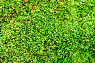 Bahar dokusunda yeşil yosun fotoğrafı