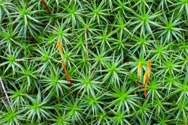 Bahar dokusunda yeşil yosun fotoğrafı