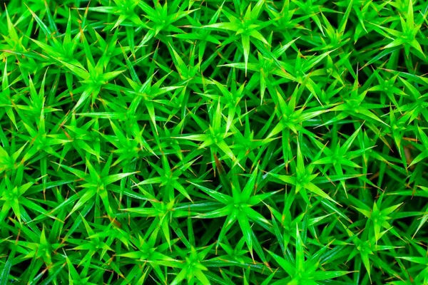 Макро Фото Зеленого Моху Весняній Текстурі — стокове фото