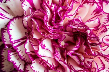 tapete üzerinde çok renkli çiçek karanfili makro fotoğraf