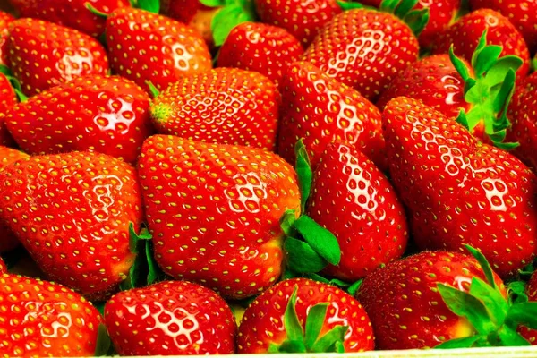 红色成熟草莓的背景 — 图库照片