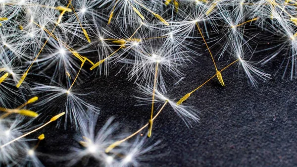 Dandelion Dandelions Dandelion Seeds Blue Background — Stock Photo, Image