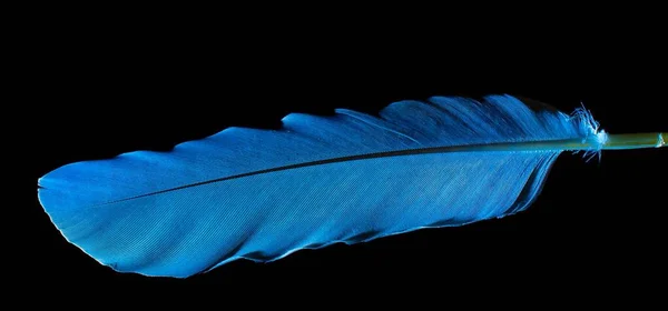 Siyah Arkaplanda Mavi Kuşun Tüyü — Stok fotoğraf