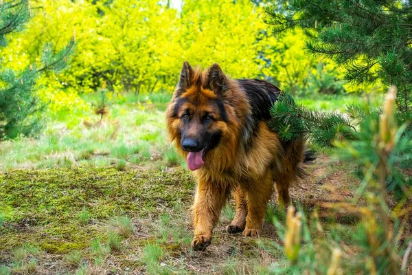 Giovane Pastore Tedesco Anno Natura — Foto Stock