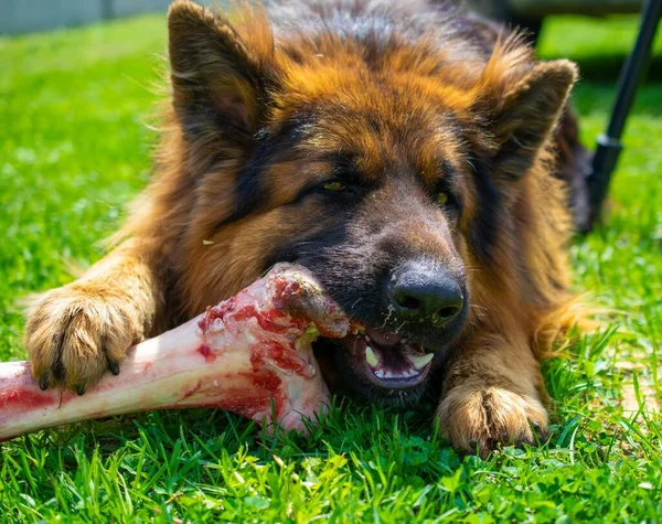 Cão Pastor Alemão Está Comendo Grande Osso Grama — Fotografia de Stock