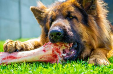 Bir Alman çoban köpeği çimenlerde büyük bir kemik yiyor.