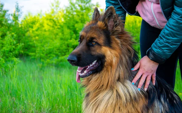 Giovane Cane Pastore Tedesco Anno Natura — Foto Stock