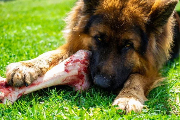 Cão Pastor Alemão Está Comendo Grande Osso Grama — Fotografia de Stock
