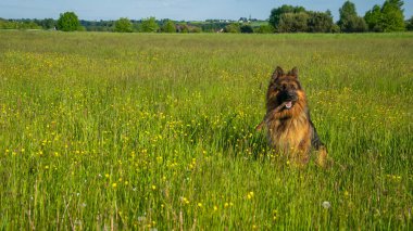 Genç köpek, bir yaşında Alman çoban köpeği..