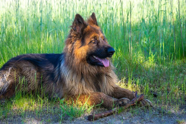 Jovem Cão Pastor Alemão Ano Idade Natureza — Fotografia de Stock