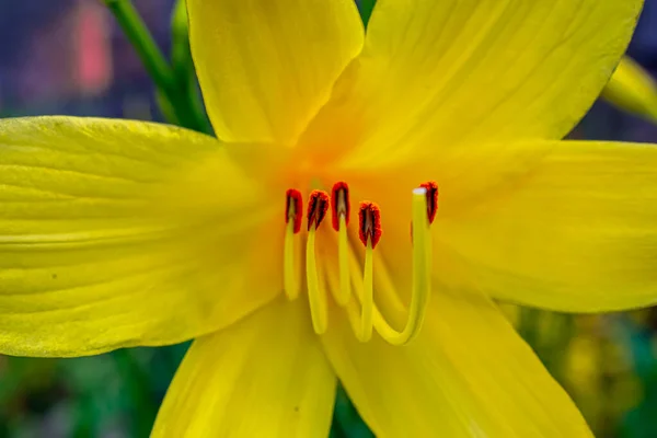 Żółty Kwiat Czerwonymi Organami Makro Zdjęcie — Zdjęcie stockowe