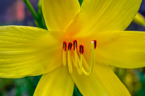 Flor Amarilla Con Órganos Rojos Macro Foto —  Fotos de Stock