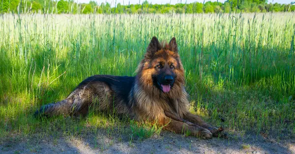 Молодая Собака Годовалая Немецкая Овчарка Природе — стоковое фото