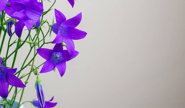 Bej bir arka planda mavi tarla ve çayır çiçekleri