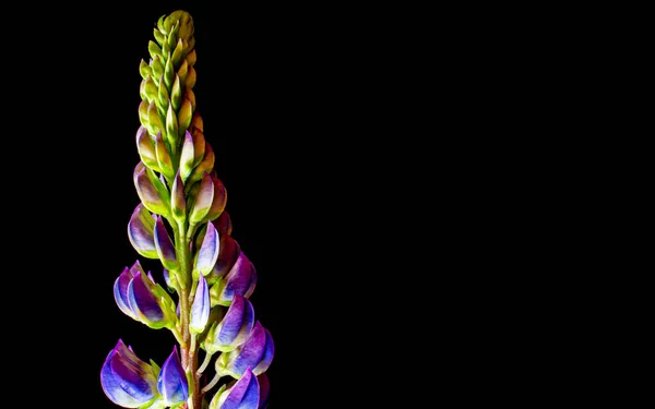 Flores Tremoço Azuis Foto Macro Tapete — Fotografia de Stock