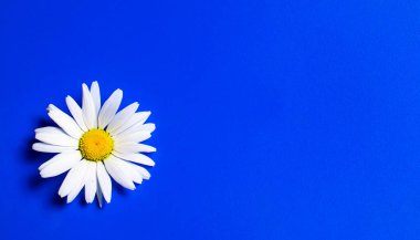 Papatya çiçekleri, tapete üzerinde makro fotoğraf