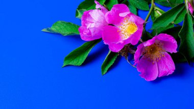 Mavi arka planda yaban gülü çiçekleri