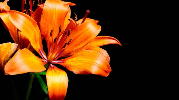 Zambak çiçeği siyah bir arkaplanda izole edilmiş.