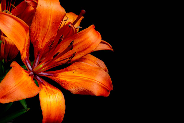 Lily flower isolated on a black background