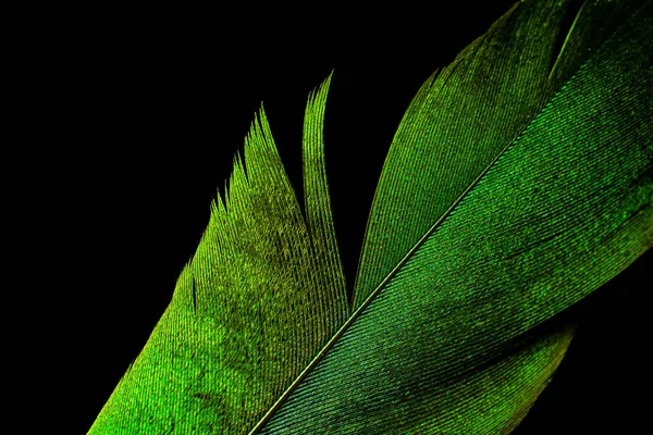 Pluma Pájaro Azul Sobre Fondo Negro Aislado — Foto de Stock