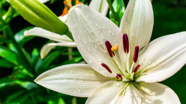Makro fotoğraflarla dolu bir yaz bahçesinde zambak çiçekleri