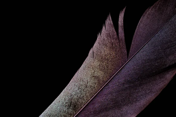 Blue Bird Feather Black Isolated Background — Stock Photo, Image