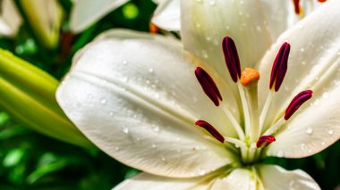 Makro fotoğraflarla dolu bir yaz bahçesinde zambak çiçekleri