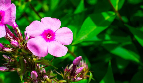 Rosa Blume Auf Grünem Hintergrund Garten — Stockfoto