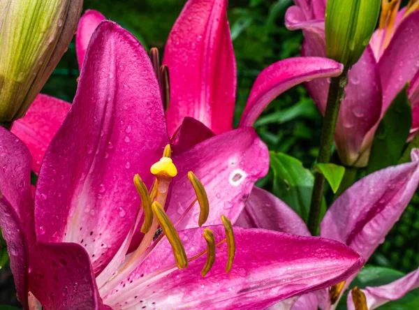 Lilienblüten Einem Sommergarten Makrofotos — Stockfoto