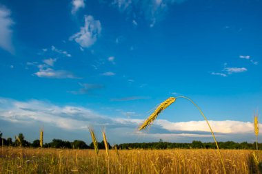 Gökyüzüne karşı çavdar kulağı