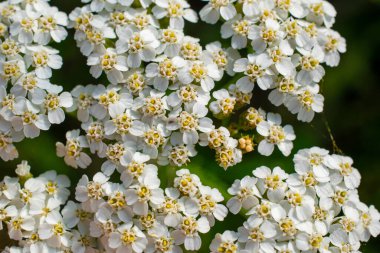 Açık çayır üzerinde çiçek açan kiraz ağacı bitkisi.