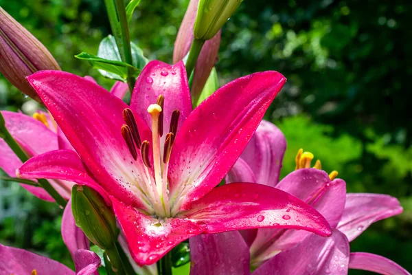 Fleurs Lys Dans Jardin Été Macro Photos — Photo