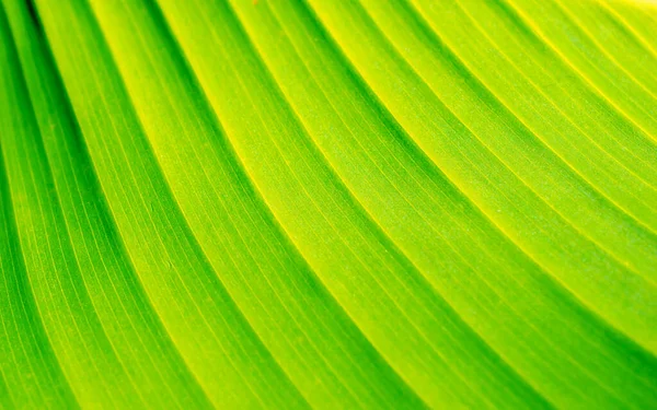 Macro Foto Una Foglia Verde Texture Sfondo — Foto Stock