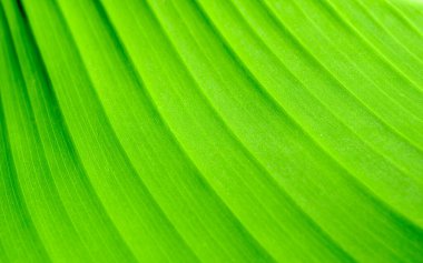 Yeşil yaprak, doku veya arkaplan makro fotoğrafı