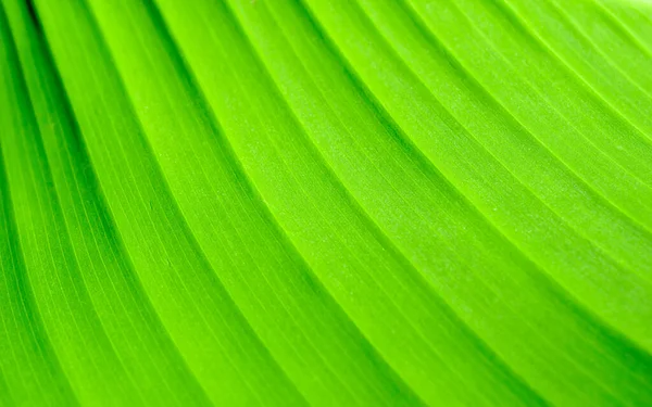 Macro Foto Una Foglia Verde Texture Sfondo — Foto Stock