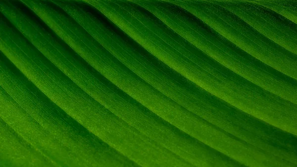 Makro Zdjęcie Zielonego Liścia Tekstury Lub Tła — Zdjęcie stockowe