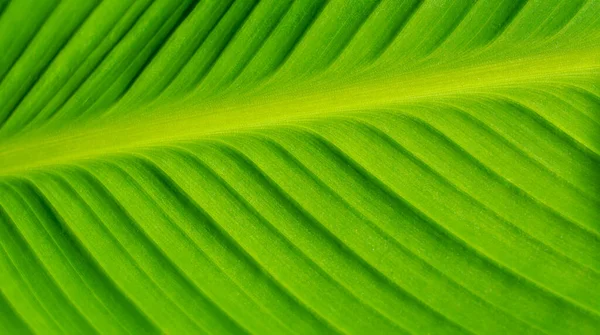 Macro Foto Una Foglia Verde Texture Sfondo — Foto Stock