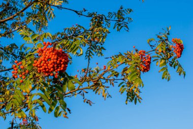 Çayır ve ormanın arka planındaki çayır ağacı.