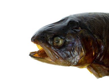 Beyaz arka planda izole edilmiş tütsülenmiş alabalık balığı.