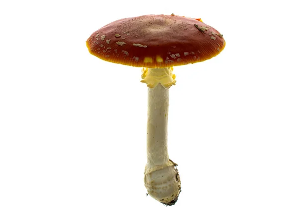 Cogumelo Vermelho Toadstool Isolado Fundo Branco — Fotografia de Stock