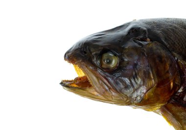 Beyaz arka planda izole edilmiş tütsülenmiş alabalık balığı.