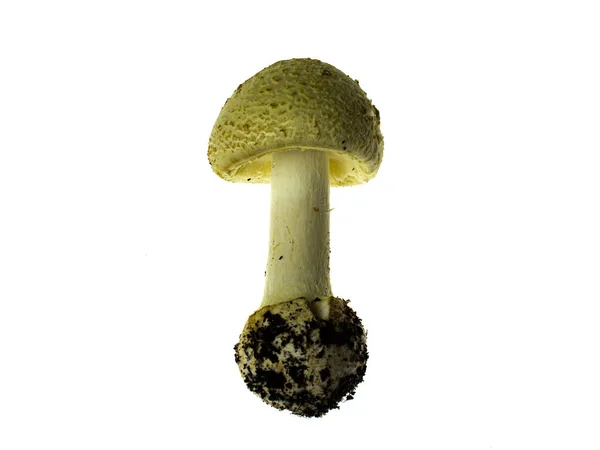Cogumelo Toadstool Isolado Fundo Branco — Fotografia de Stock