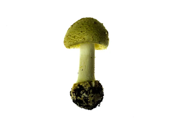 Toadstool Svamp Isolerad Vit Bakgrund — Stockfoto