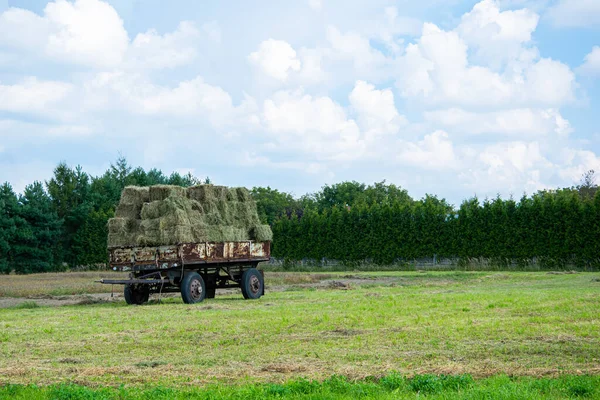 a cart with hay, a farm trailer with hay in the meadow