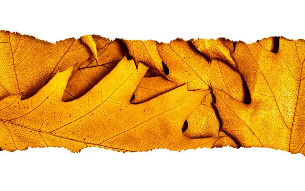 Herfst Achtergrond Met Gouden Bladeren — Stockfoto